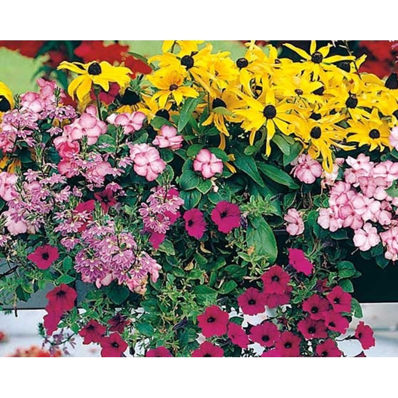 Summer Scatter Shade Flower Mix – Easy growing flowers