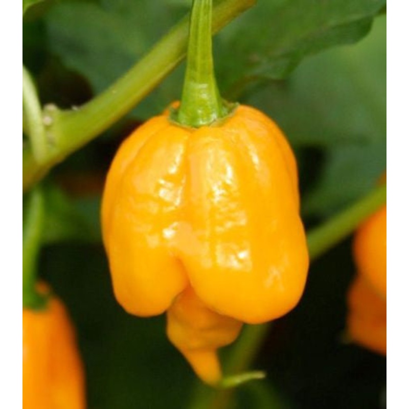 Trinidad Scorpion Orange – Capsicum Chinense – Extreme Chilli Pepper – 5 Seeds