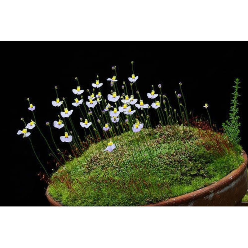 Utricularia Bisquamata – Indigenous South African Bladderwort – 10 Seeds