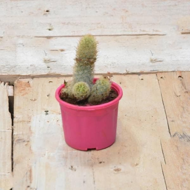 VT80 USB to DisplayPort Adap