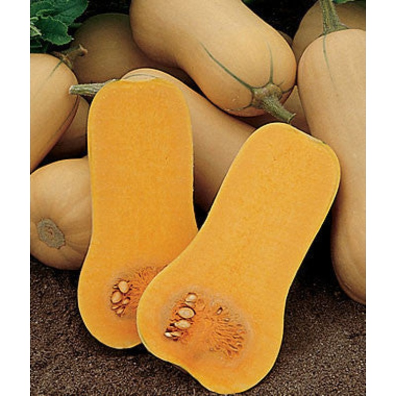 Waltham Butternut – Bulk Vegetable Seeds