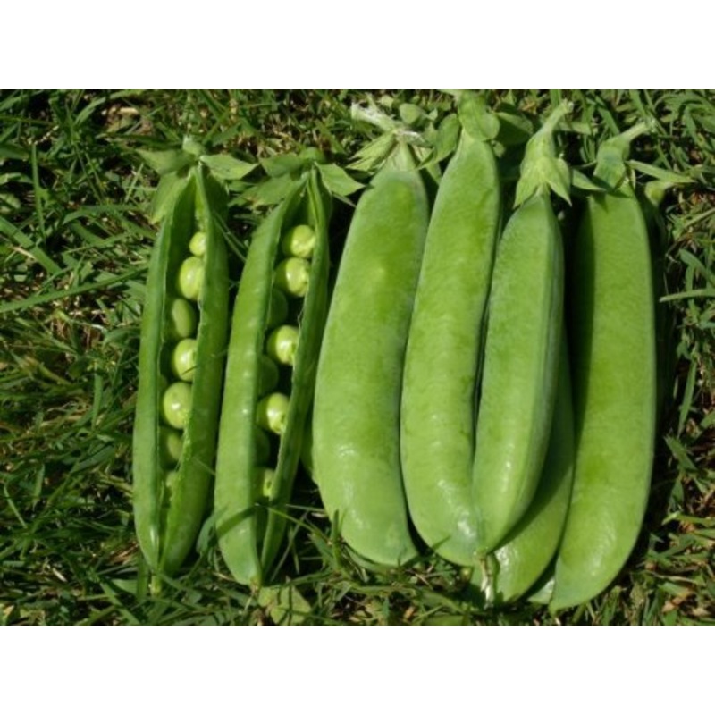 Weggisser Mange Tout – ORGANIC – Heirloom Vegetable – 10 Seeds