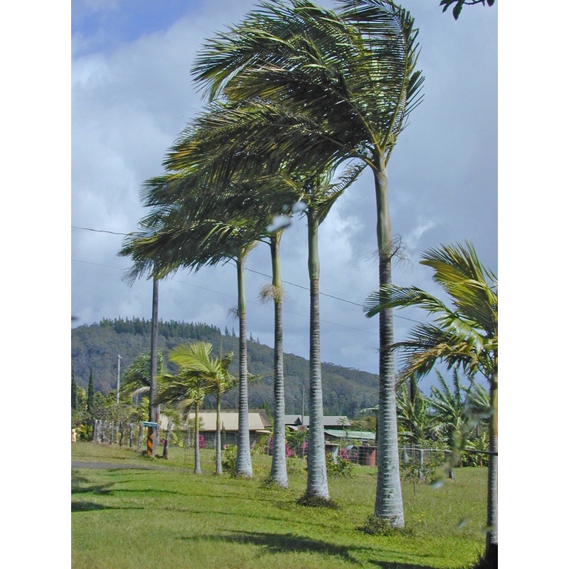 Alexander Palm – Royal Palm – Archontophoenix Alexandrae  – Exotic Palm – 10 Seeds