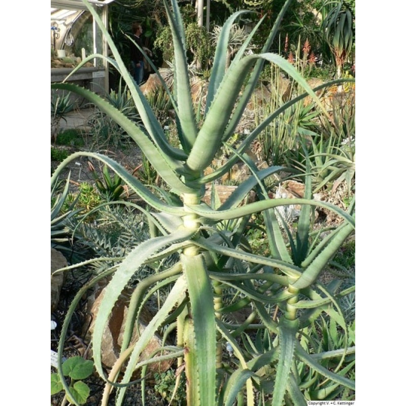 Aloe volkensii ssp multicaulis – Succulent – Rare East African Aloe – 5 seeds