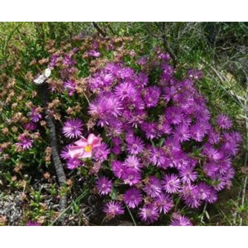 Antimima Pygmaeum – Indigenous South African Succulent – 10 Seeds