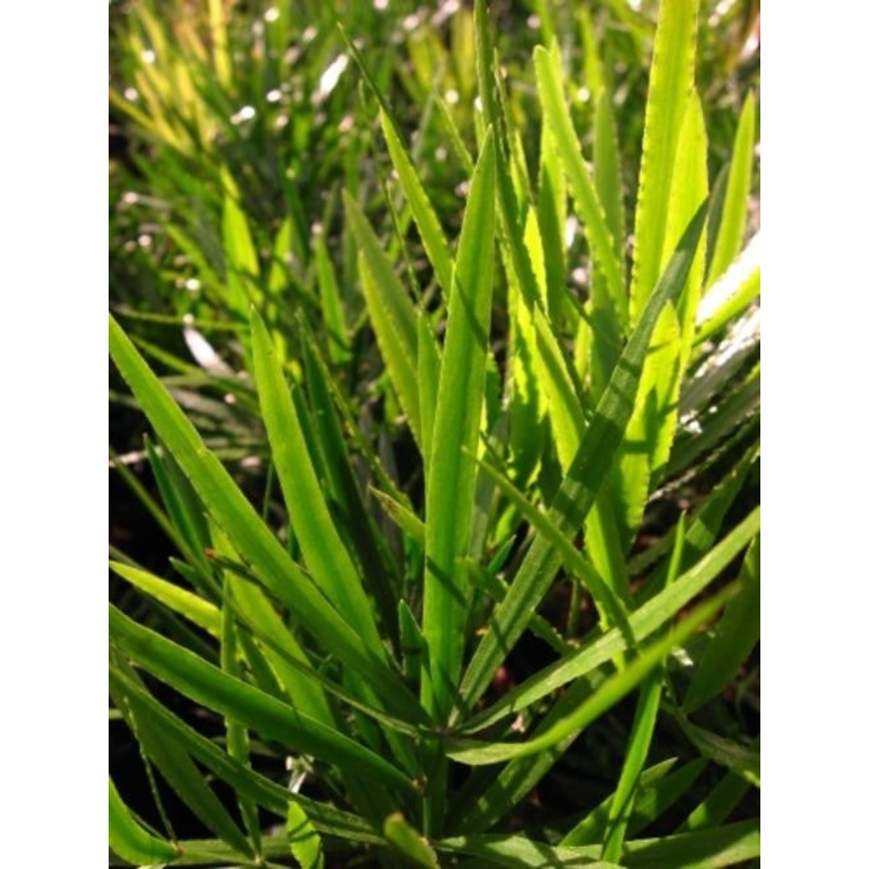 Asparagus Falcatus – Indigenous South African Creeper / Ground Cover – 5 Seeds