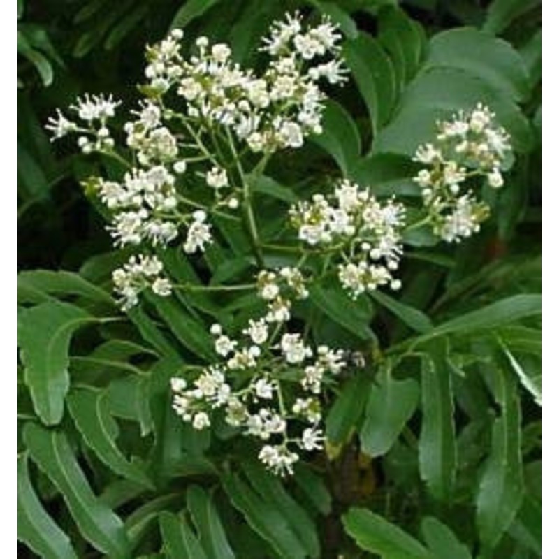 Atalaya Alata – Indigenous South African Tree – 10 Seeds