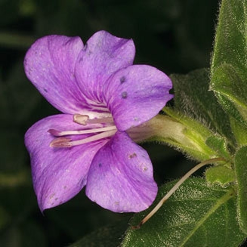 Barleria Obtusa – Indigenous South African Perrenial Shrub – 5 Seeds