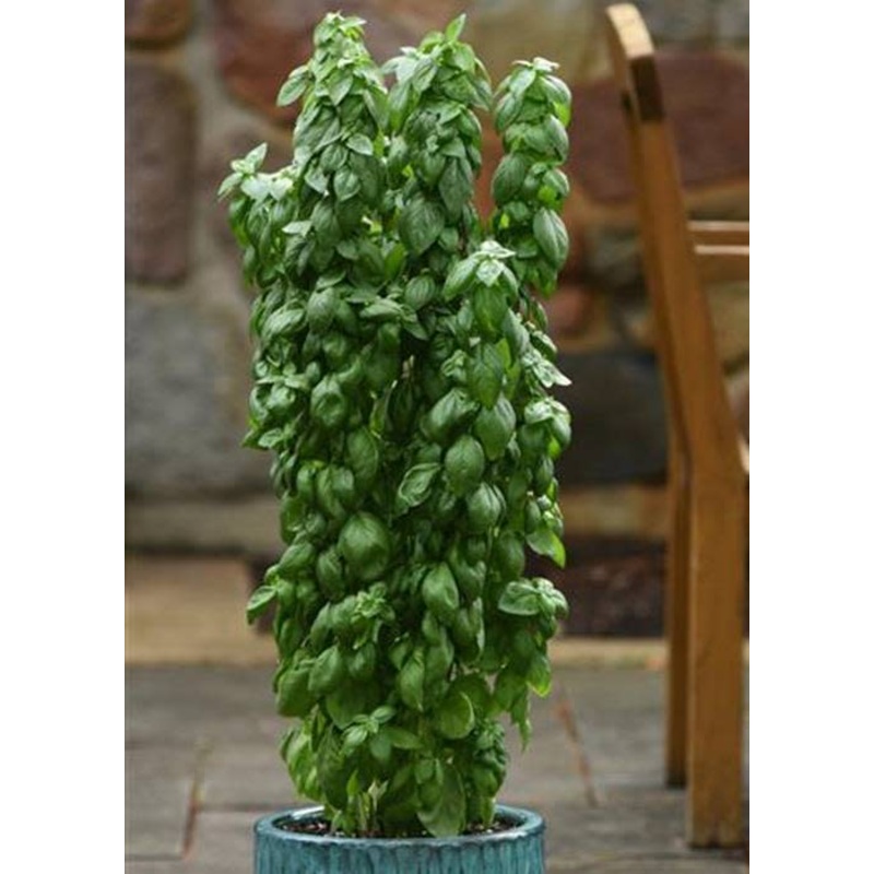 Basil Everleaf Emerald Tower – All season highly productive basil – 10 seeds