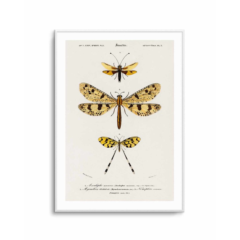 Yellow Insects Vintage Illustration Art Print