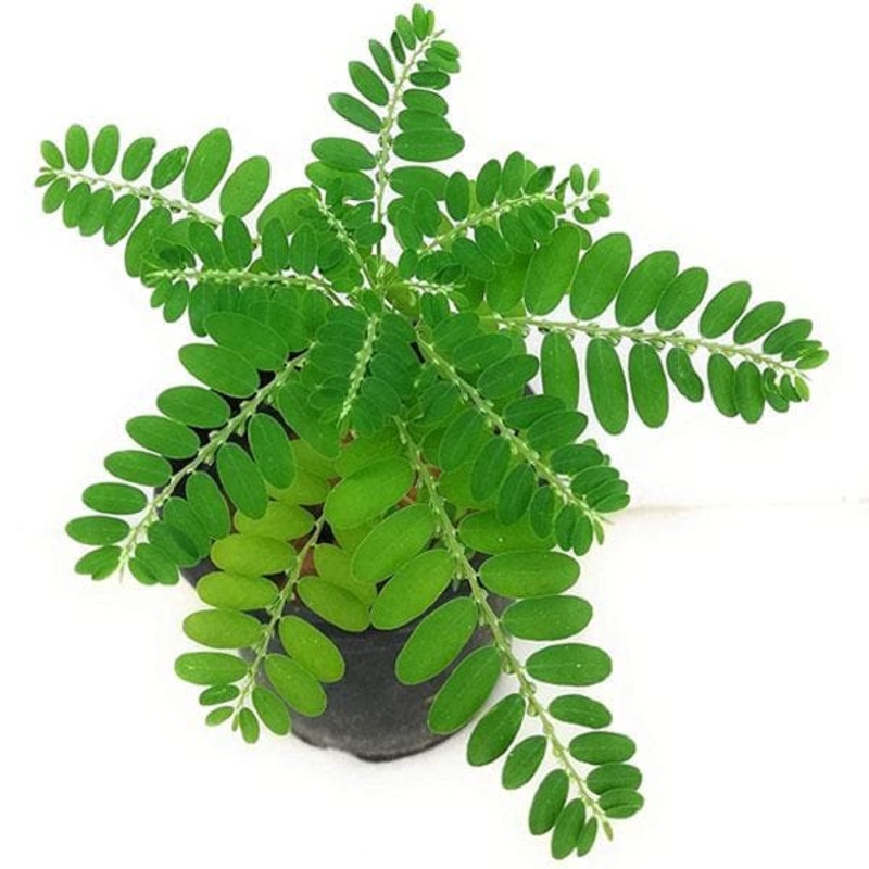 4 inch (10 cm) GW 03 Self Watering Round Plastic Planter (White) (Set of 3)