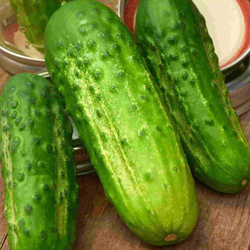 Asparagus – Millennium, 5 Pack