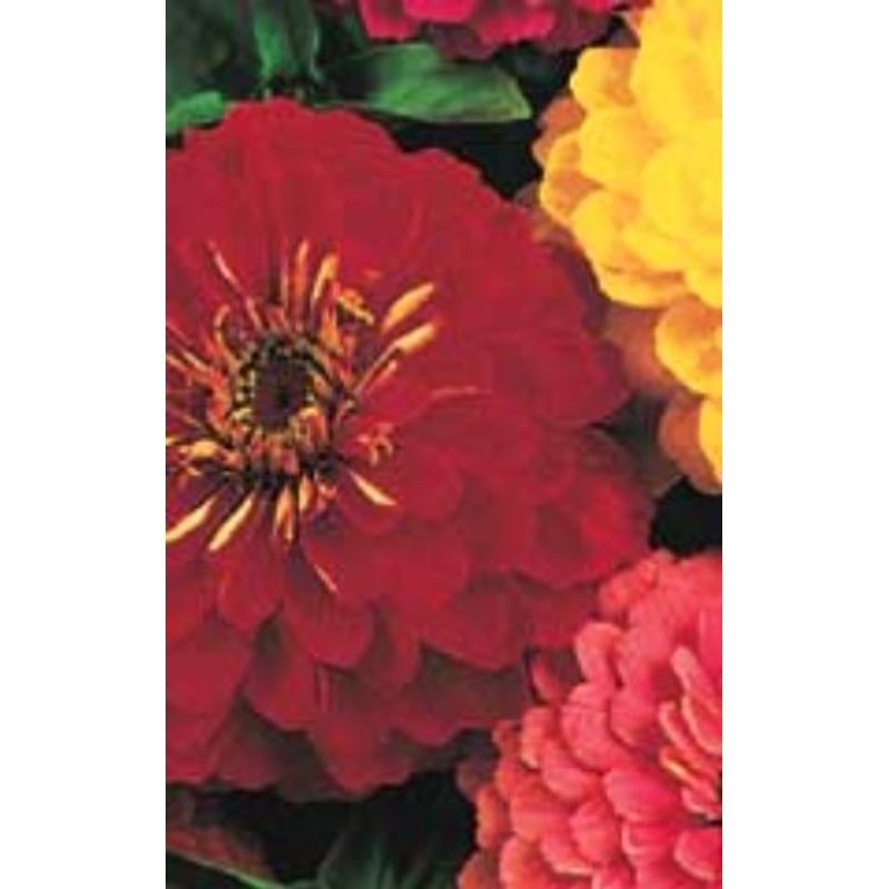 Bean Cassoulet Bush – West Coast Seeds