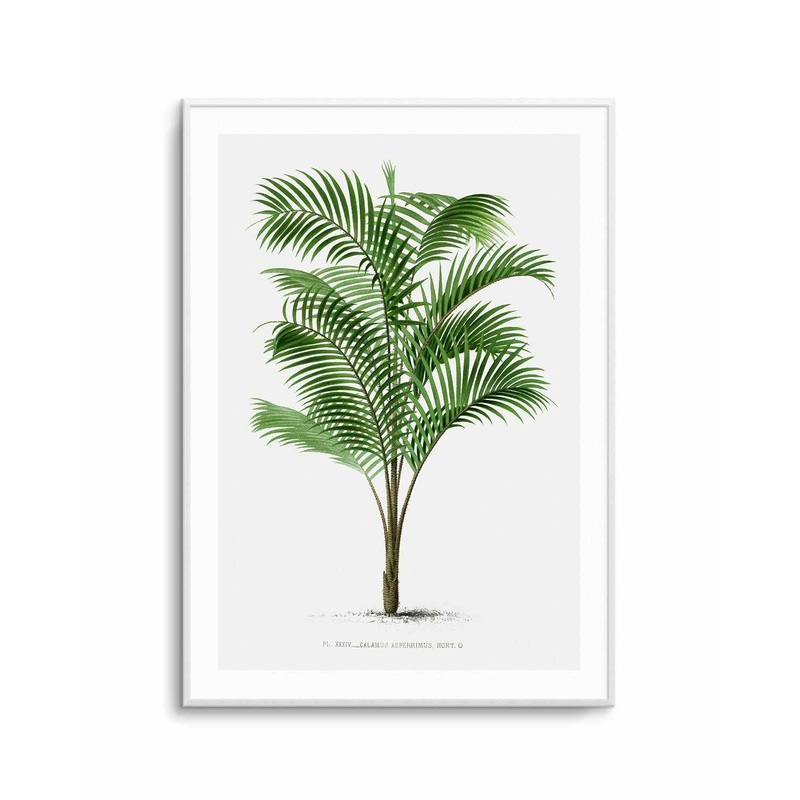 Calamus Asperrimus Vintage Palm Poster Art Print