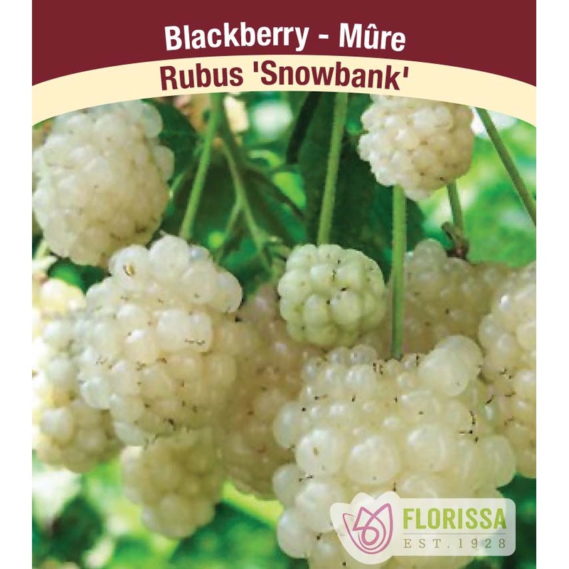 Tulip – Bella Blush, 6 Pack