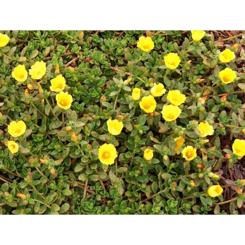 Yellow Purslane Herb – Portulaca oleracea sativa – 100 Seeds
