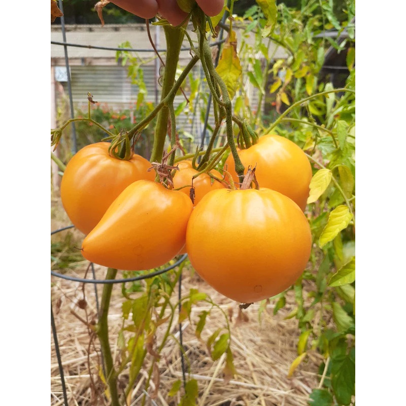 Zinnia Hot Crayon Colors – Renee’s Garden