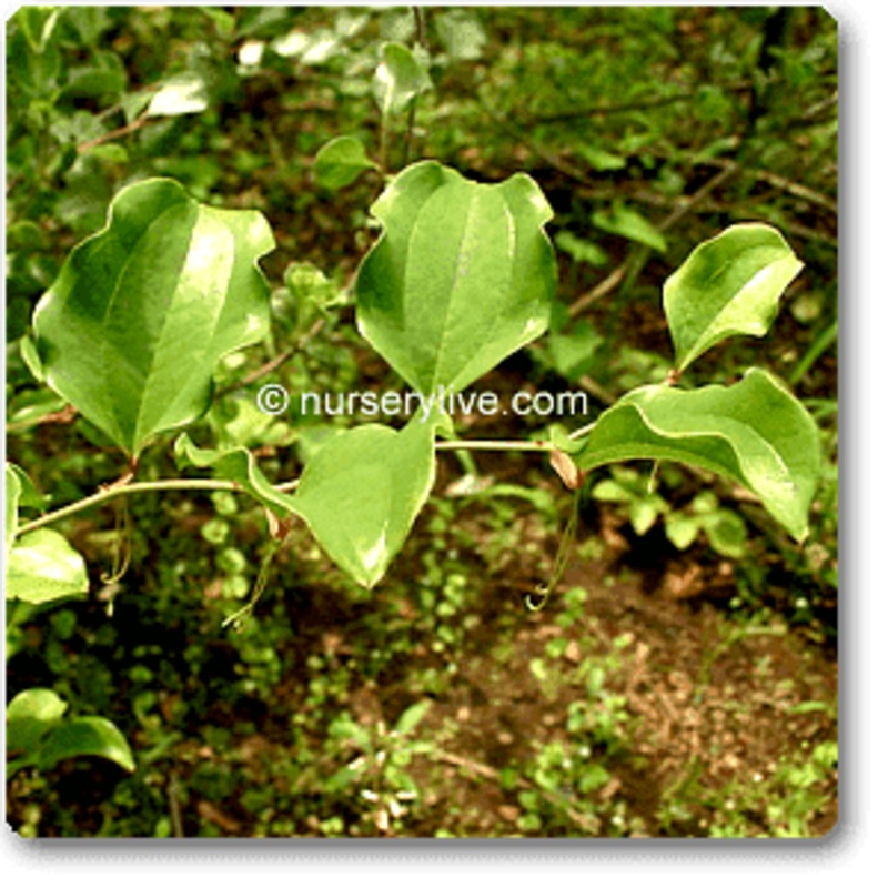 Aechmea fasciata – Plant