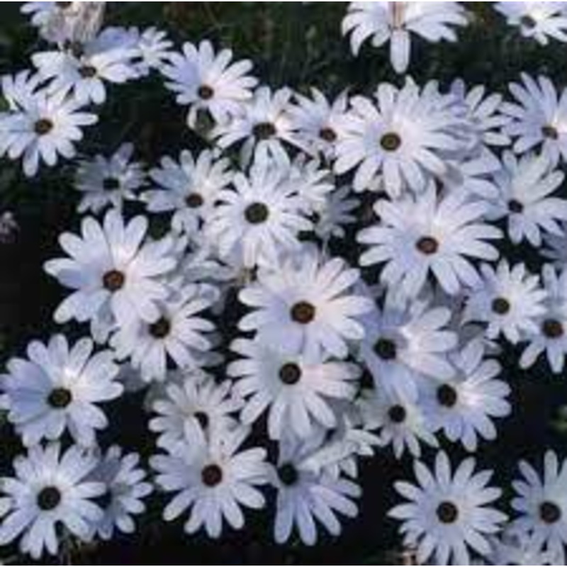 African Daisy Glistening White – Annual Flower – 100 Seeds
