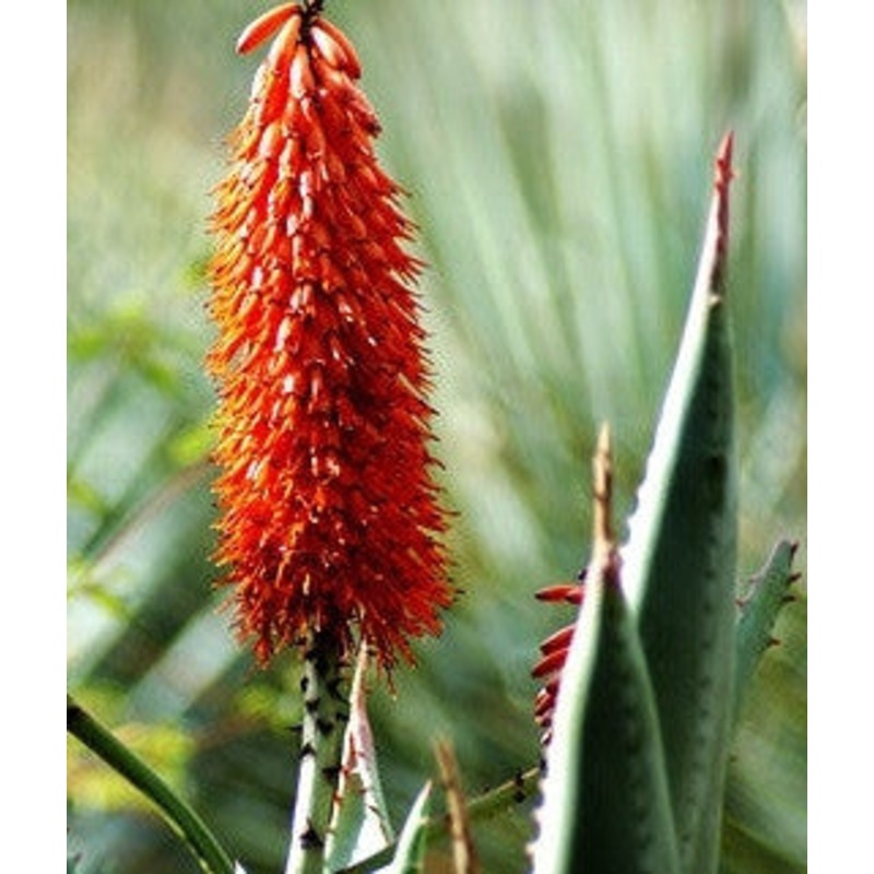 Aloe Transvaalensis – Indigenous South African Succulent – 10 Seeds