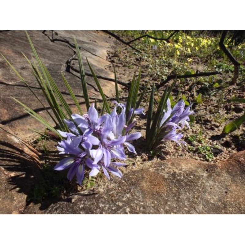 Babiana Mucronata ssp. Minor – Indigenous South African Bulb – 10 Seeds