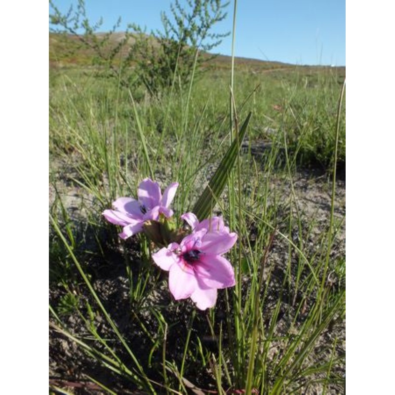 Babiana Purpurea – Indigenous South African Bulb – 10 Seeds