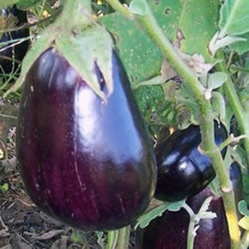 Black Beauty Eggplant – Solanum Melongena – 100 Seeds