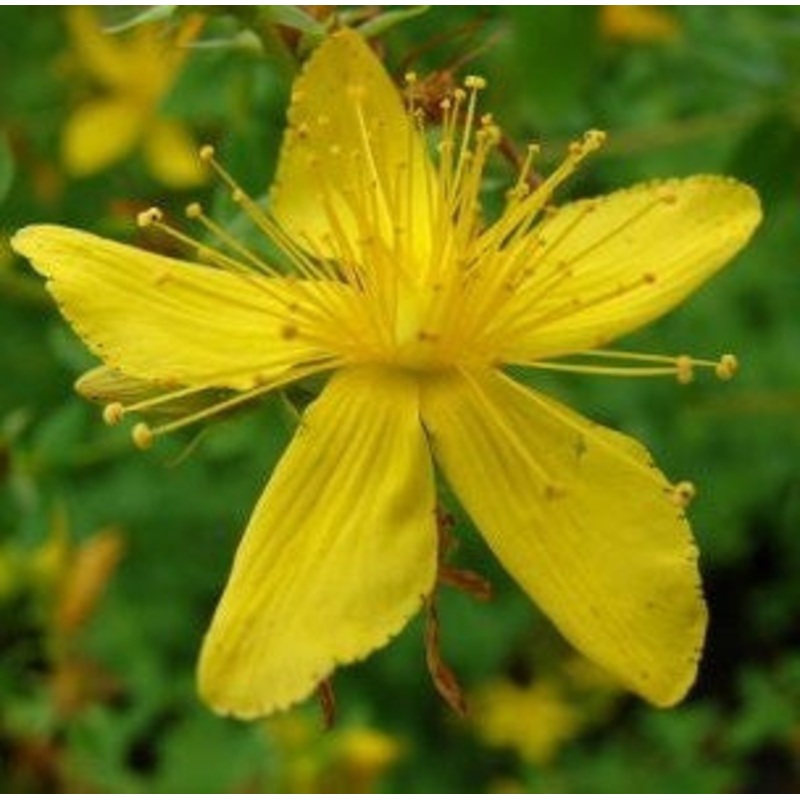 St Johns Wort – Hypericum perforatum  – 20 Seeds – Medicinal