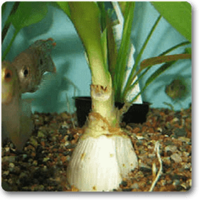 Tomato Marglobe – Organic Vegetable Seeds