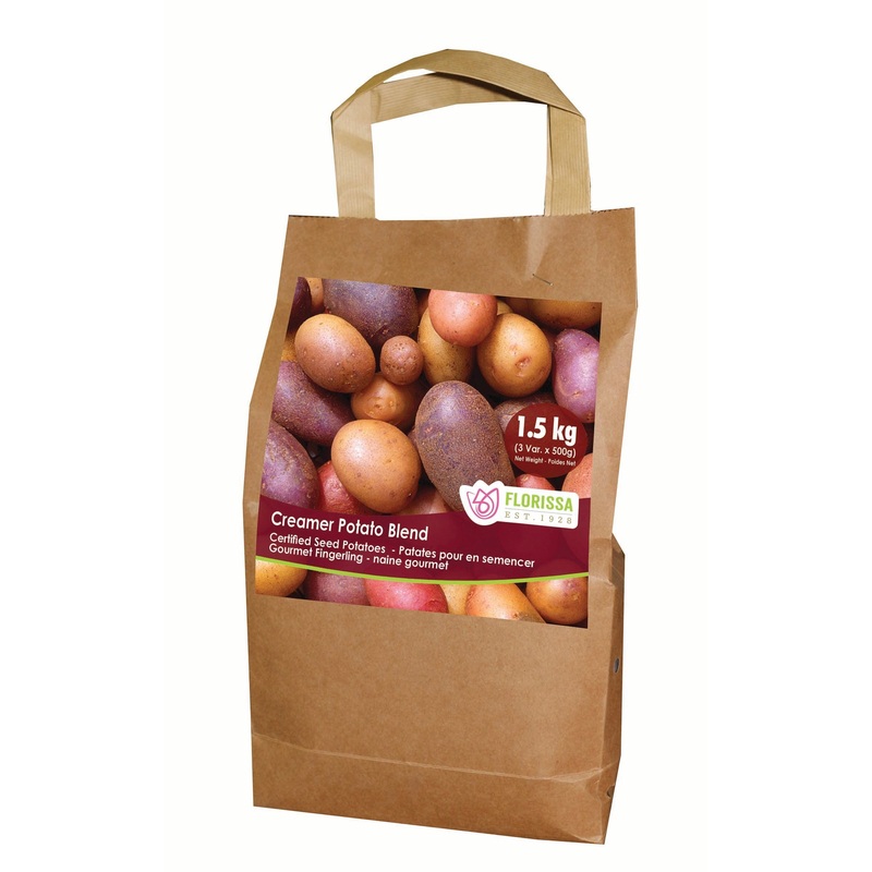 Tulip – Suncatcher, 6 Pack