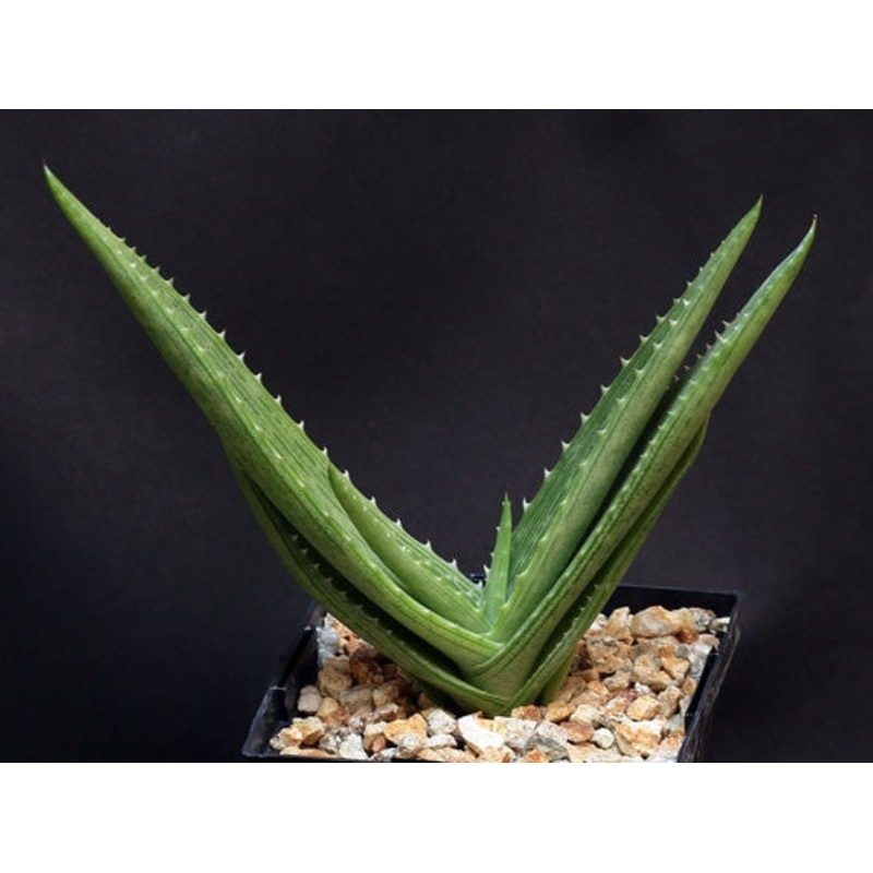 Aloe Hahnii – Indigenous South African Succulent – 10 Seeds