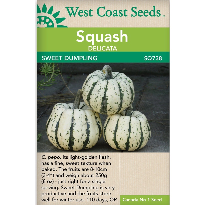 Amaryllis – Minerva