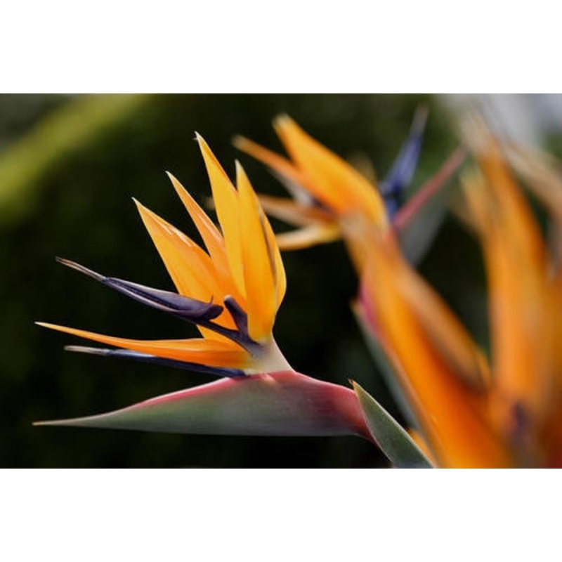 Strelitzia Reginae – Indigenous South African Shrub – 10 Seeds