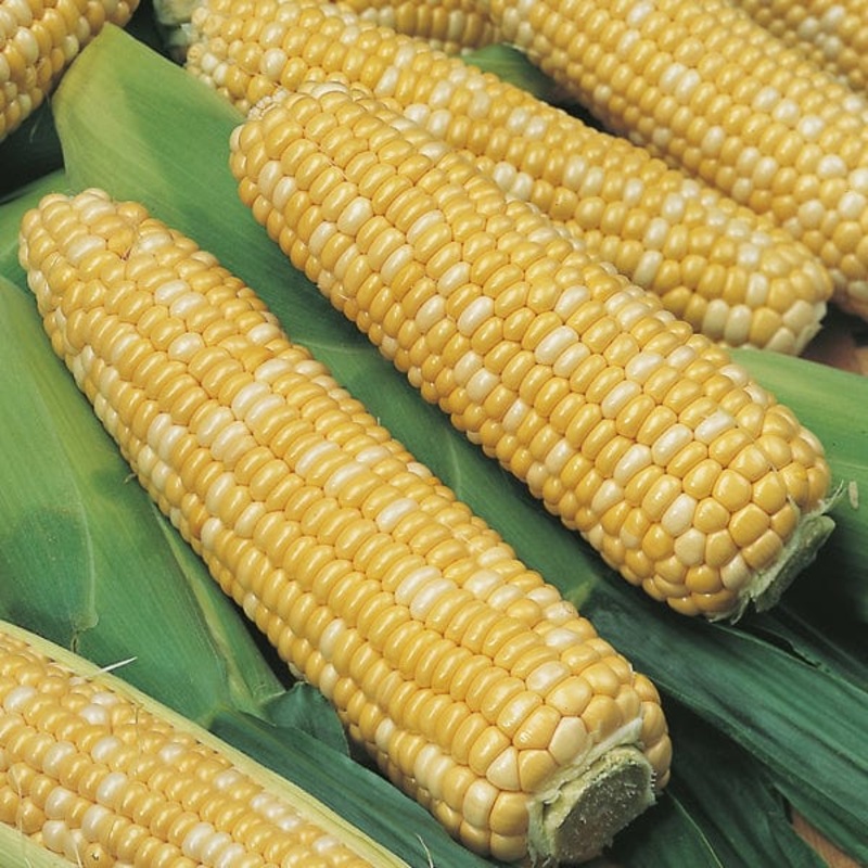 Tomato Sunchocola – West Coast Seeds