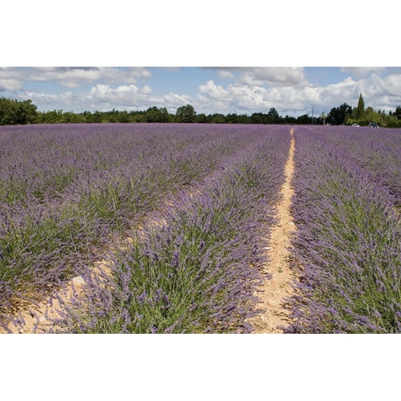 True English Lavender – Lavendula Angustifolia – Culinary & Fragrant Herb – 30 Seeds