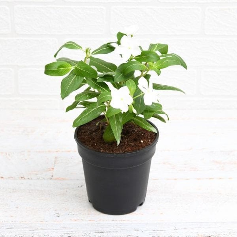 Tulsi Powder – 150 g