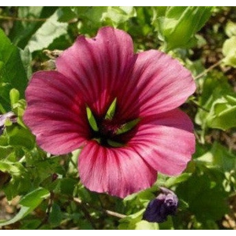 Ursinia Trifida – Indigenous South African Perrenial Shrub – 10 Seeds