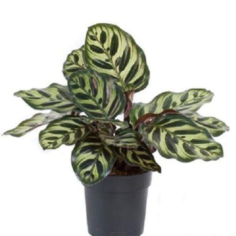 Variegated Spider Lily – Plant