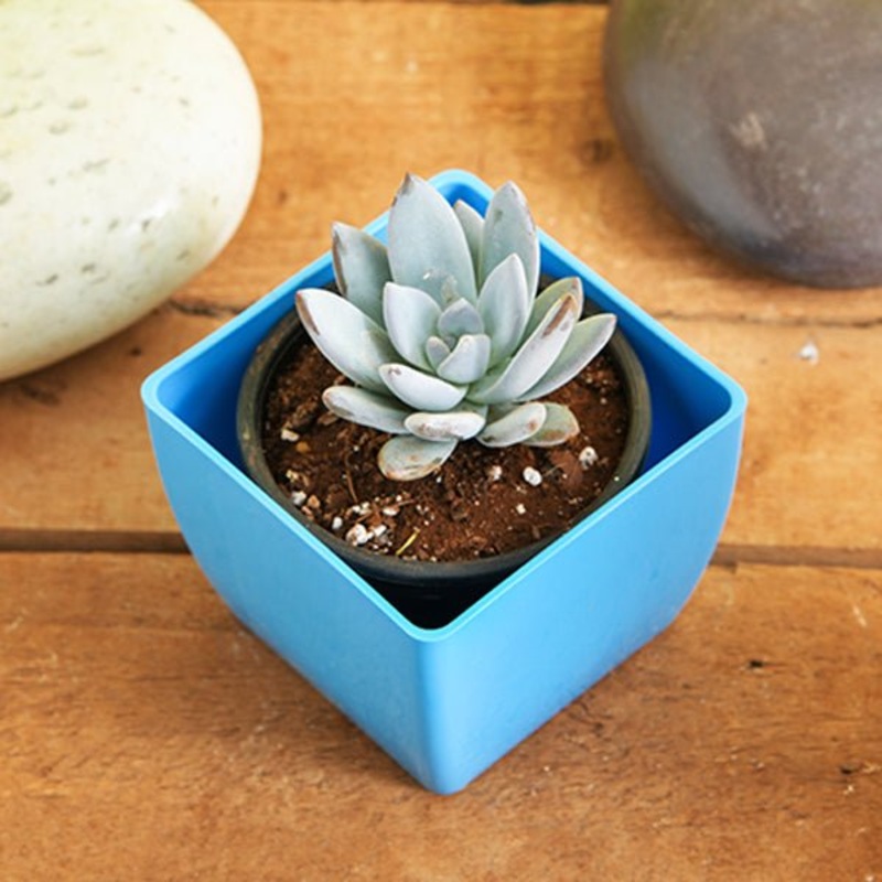 Adenanthera Pavonina, Ratan Gunj – Plant