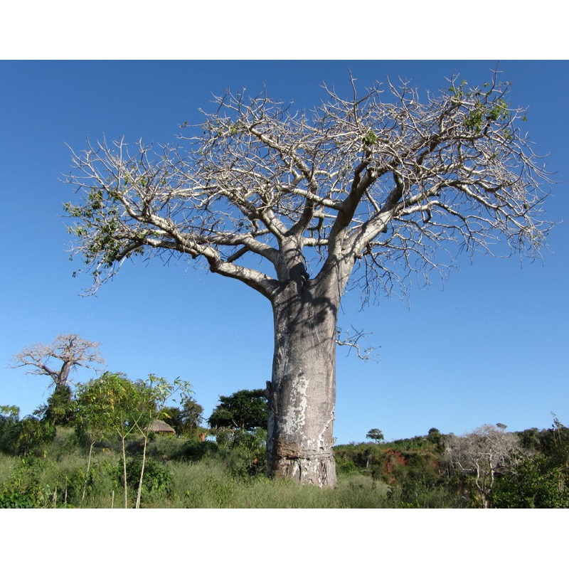 African Baobab – Adansonia Digitata – Indigenous Tree / Bonsai – Seeds