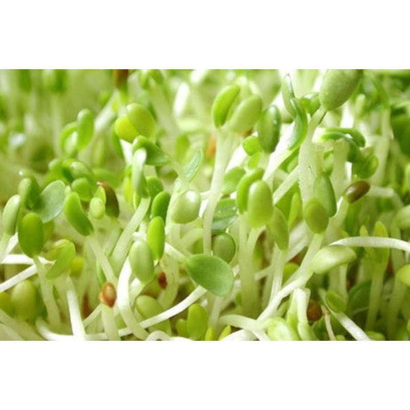 Alfalfa Sprouting Seeds – Lucerne – Medicago Sativa