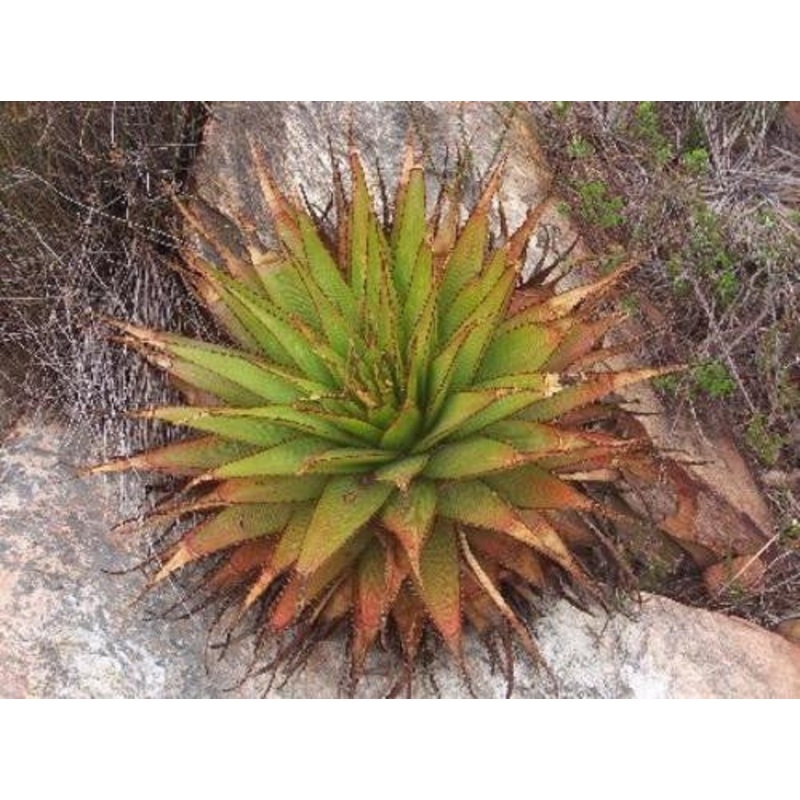 Aloe Lineata Muirii – Indigenous South African Succulent – 10 Seeds