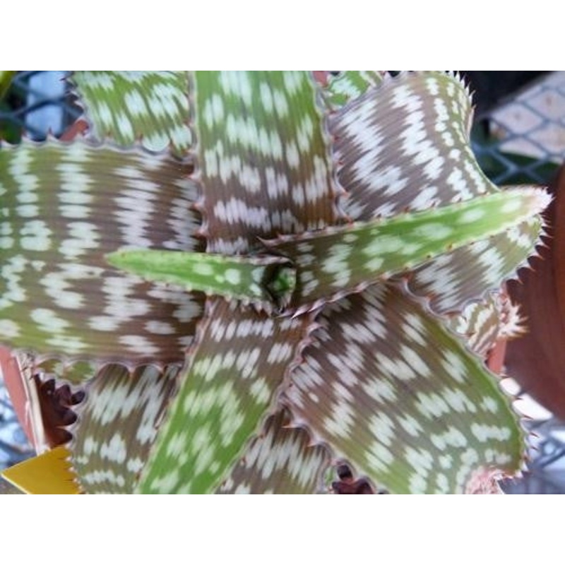 Aloe Parvibracteata – Indigenous South African Succulent – 10 Seeds