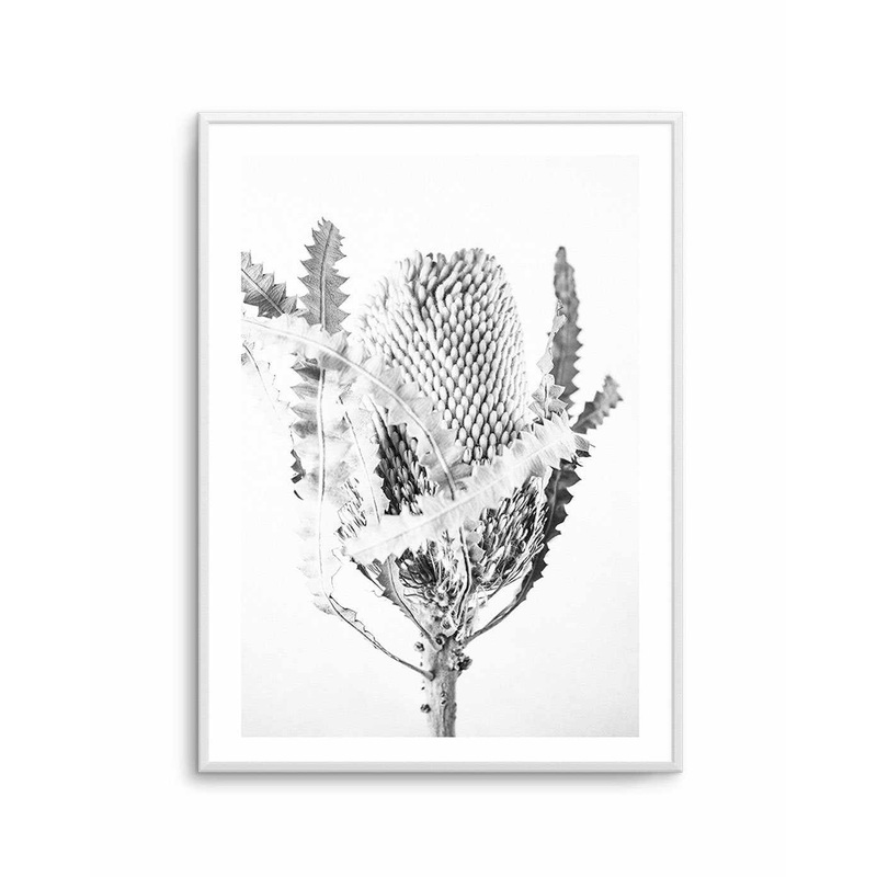 Banksia I B&W Art Print
