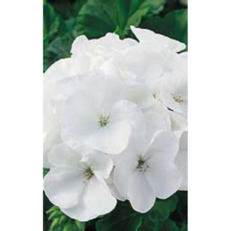 Squash Table Queen Acorn – West Coast Seeds