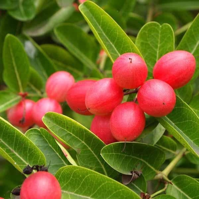 Syngonium variegated – Plant