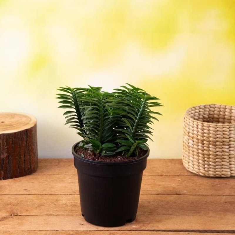 Tulip Negrita (Magenta) – Bulbs (set of 5)