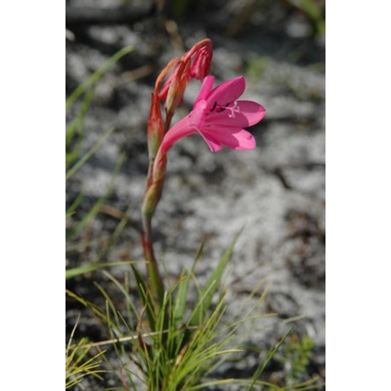 Watsonia Coccinea – Indigenous South African Bulb – 10 Seeds
