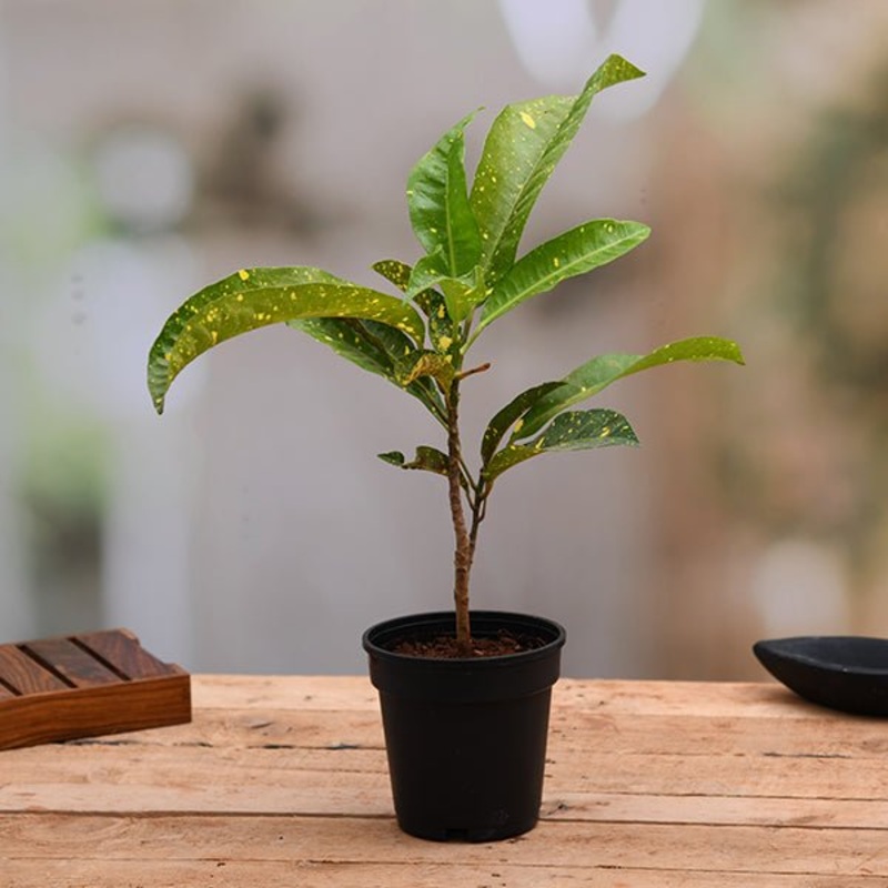 Zebra cactus in cylindrical square glass pot (9in Ht)