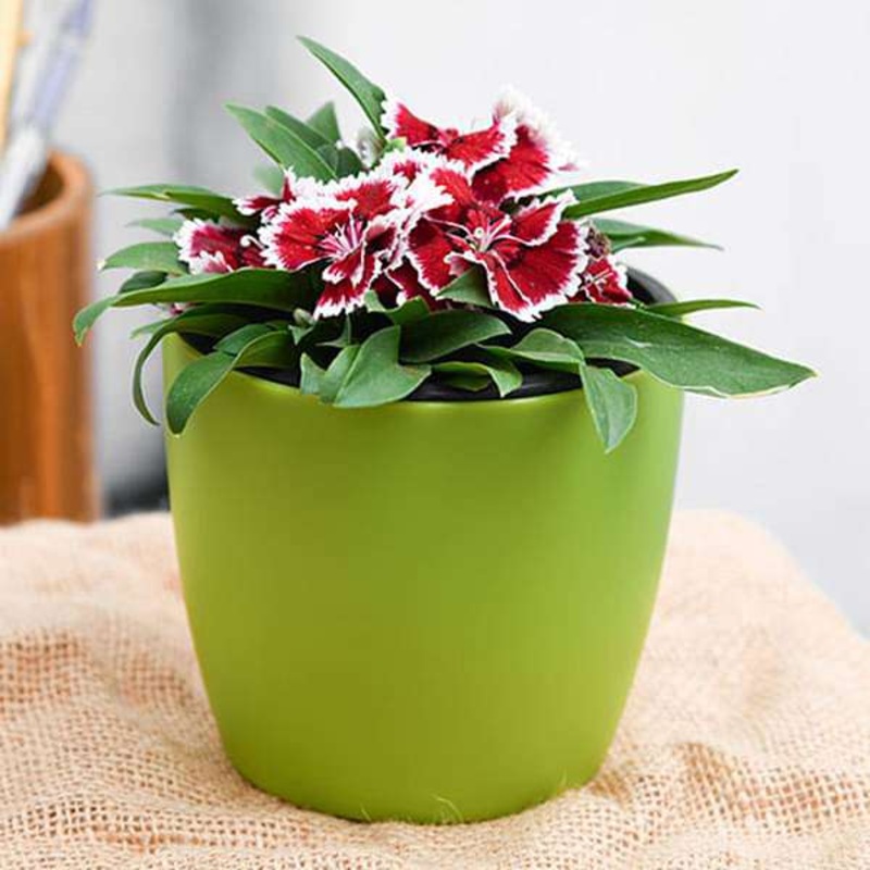 15.5 inch (39 cm) GW 09 Square Plastic Planter (Grey)